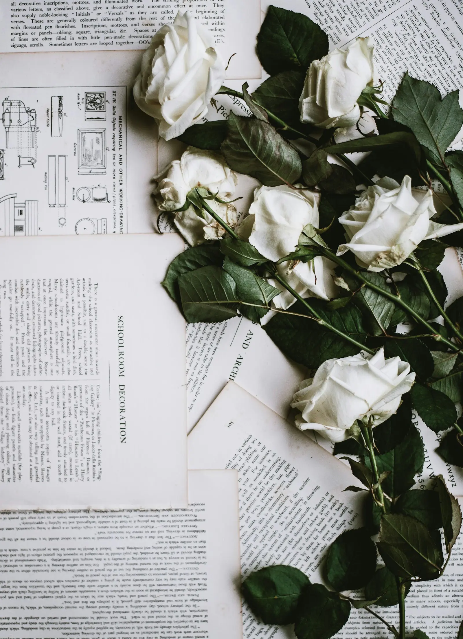 Cozy Fantasy vs Romantasy: A Reader’s Guide to the Difference